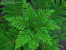 Norfolk Island Pine